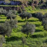 La exportación de aceite oliva en el mundo